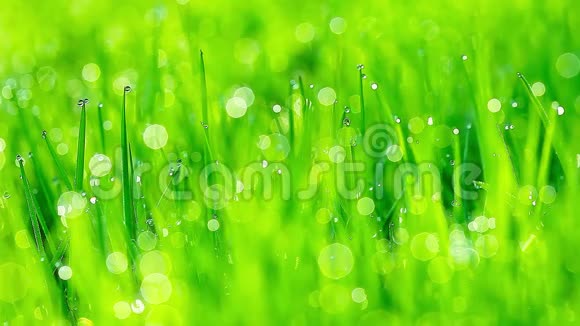 清晨的露水滴在绿草上视频的预览图