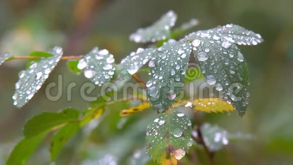 雨滴在叶面上视频的预览图