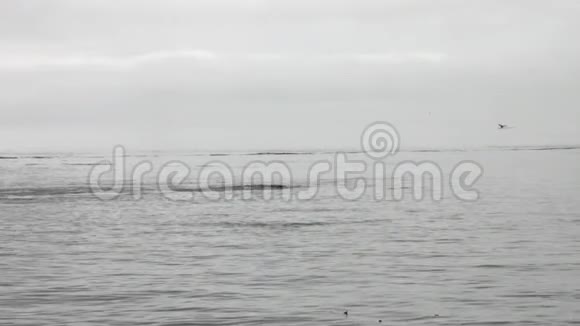 一条鲸鱼的尾巴潜入阿拉斯加的太平洋视频的预览图