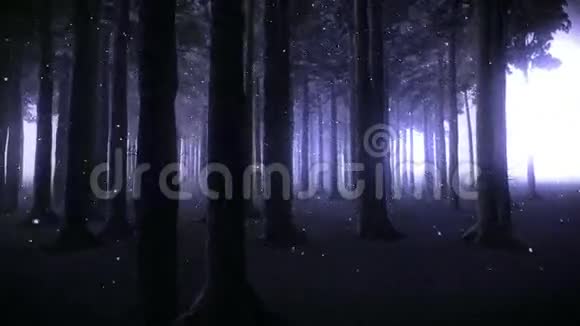 晚上在一片迷人的森林里散步视频的预览图