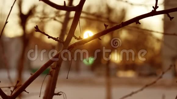 干燥的树枝树芽剪影阳光冬天大自然室内视频的预览图