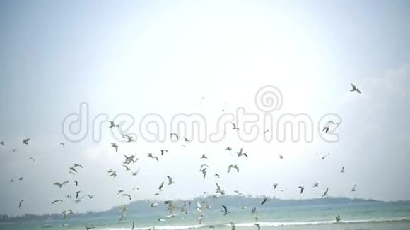 数百只蓝脚鸥胸飞行和捕鱼亚洲海景视频的预览图