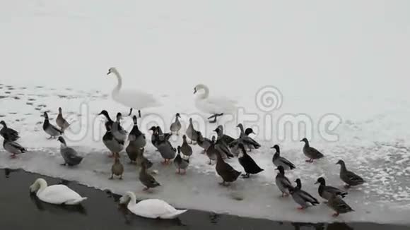 冰湖上的天鹅和鸭子视频的预览图