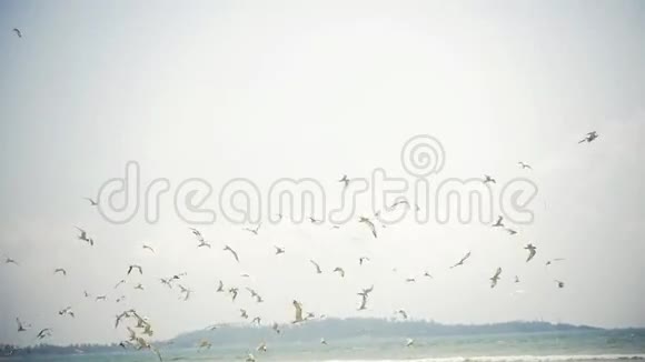 数百只蓝脚鸥胸飞行和捕鱼亚洲海景视频的预览图