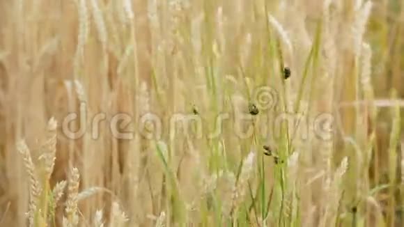 农作物虫害小麦穗粒黑甲虫视频的预览图