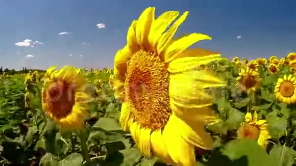 风吹向向日葵视频的预览图