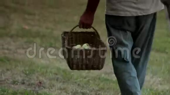老人拿着梯子和装满苹果的篮子走在草地上视频的预览图