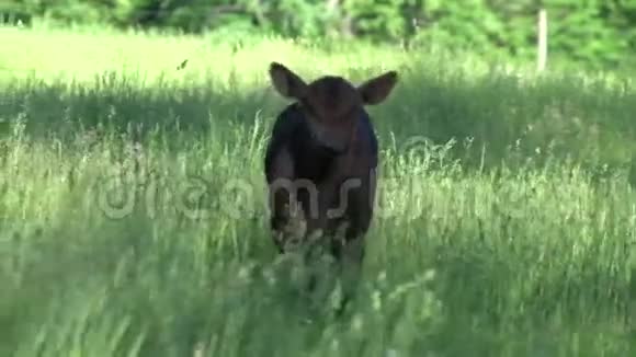 农村的一群牛6头中有3头视频的预览图