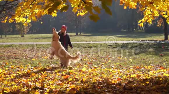 美丽的欧洲小女孩正和一只漂亮的大狗在秋天的公园玩耍视频的预览图
