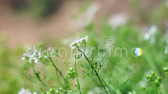 给花园里的植物浇水视频的预览图