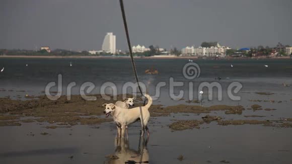 水犬沙滩亚洲自然日落视频的预览图