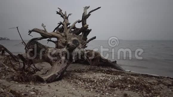 一棵大树死在沙滩上阴天视频的预览图