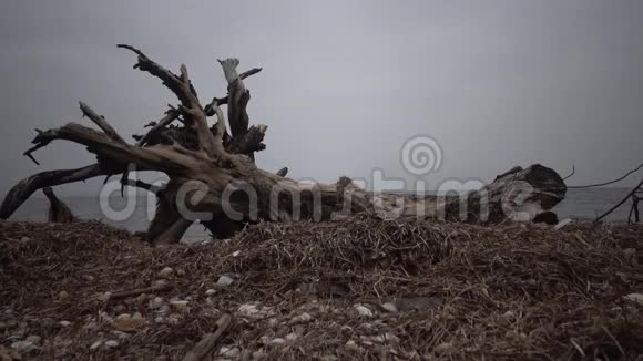 一棵大树死在沙滩上阴天视频的预览图