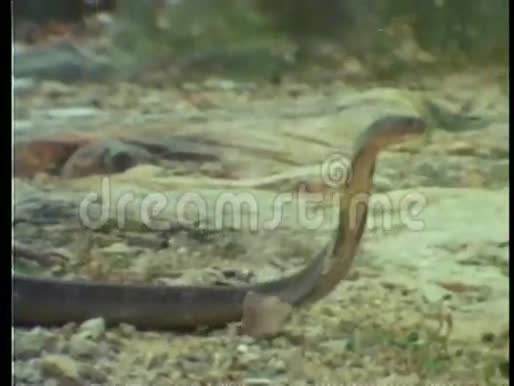 蛇在地上爬行视频的预览图