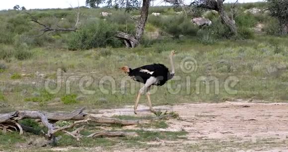 绿色卡拉哈里的鸵鸟非洲野生动物狩猎视频的预览图
