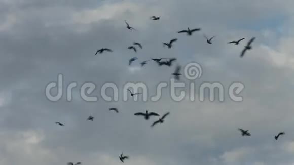 天空中一群黑鸟视频的预览图