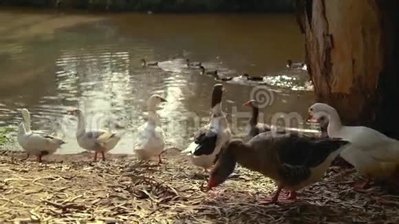 夏天在沼泽里游泳的鸭子视频的预览图