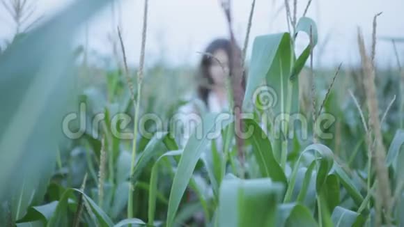 年轻玉米地里的美女视频的预览图