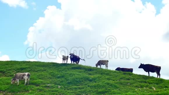 黑色和白色的牛群在美丽的夏日云的背景下在山顶上放牧视频的预览图