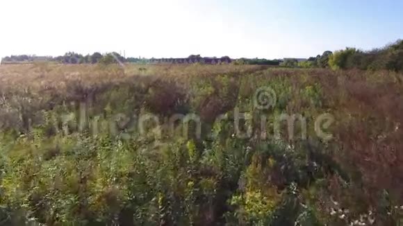 从无人驾驶飞机上看到秋天的野生草地视频的预览图