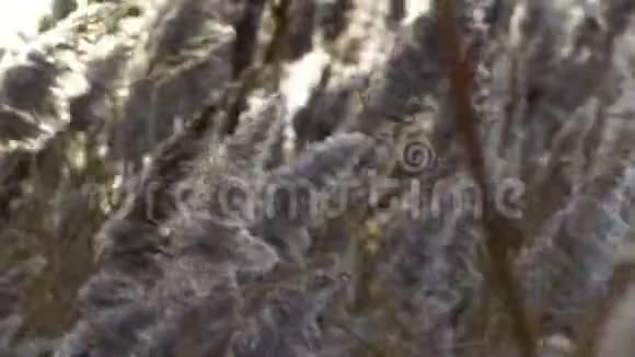高干芦苇在风中呱呱叫傍晚的阳光穿过芦苇秋天寒冷阳光明媚视频的预览图