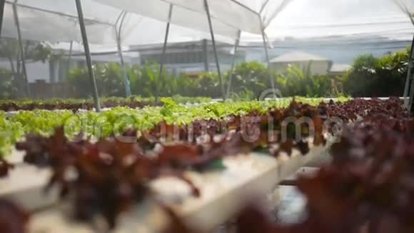 水培种植园有绿色和棕色生菜沙拉的温室高清视频的预览图