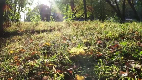 阳光照射下城市草坪落叶的表面景观视频的预览图