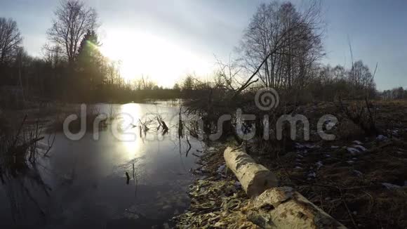 春天的池塘里有海狸啃断的树和日落时间流逝4K视频的预览图