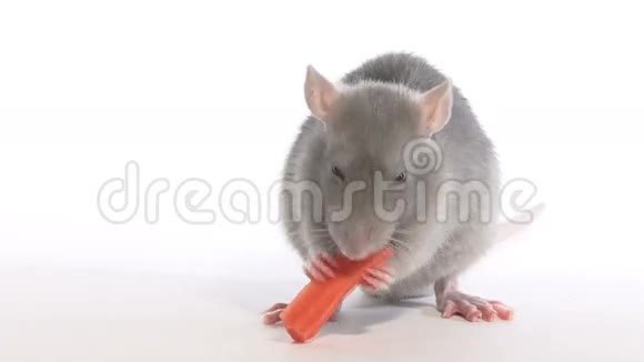 老鼠啃胡萝卜视频的预览图