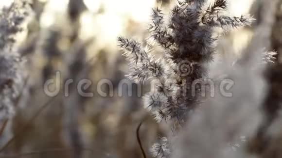 高干芦苇在风中呱呱叫傍晚的阳光穿过芦苇秋天寒冷阳光明媚视频的预览图