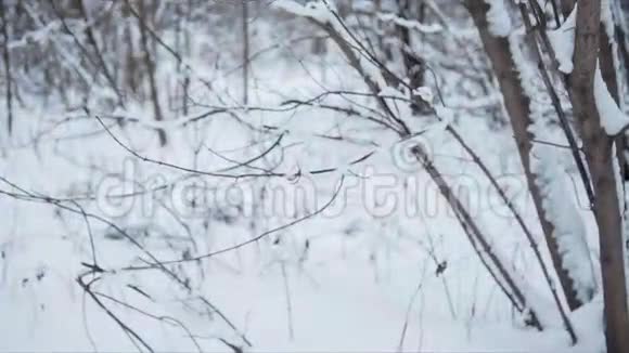冬天平静的风景细节视频的预览图