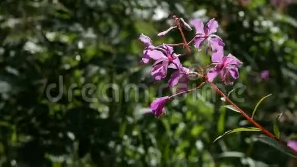 在绿色森林中看到的紫色花朵视频的预览图