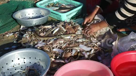 越南渔民取出渔获物视频的预览图