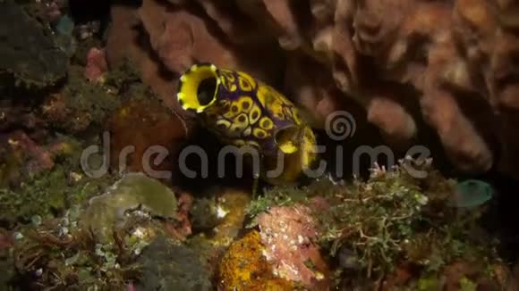 海底的小玻璃虾视频的预览图