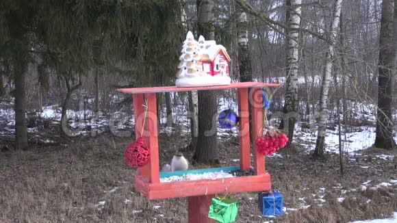有新年圣诞装饰和鸟类的送鸟器视频的预览图