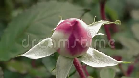 在玫瑰灌木上放大玫瑰花蕾视频的预览图
