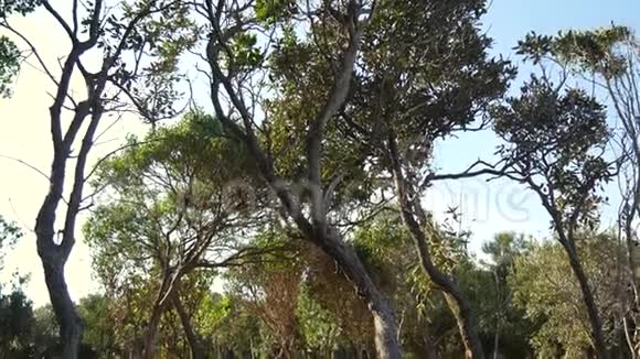 森林里的歪树花草树木视频的预览图