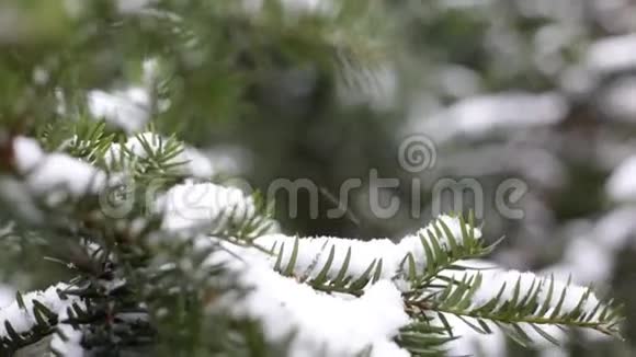 在植物园里圣诞树上的树枝被雪覆盖着视频的预览图