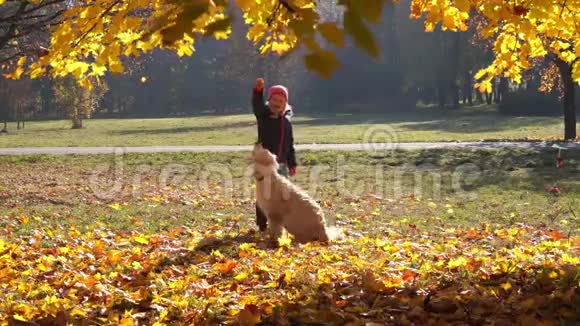 美丽的欧洲小女孩正和一只漂亮的大狗在秋天的公园玩耍视频的预览图