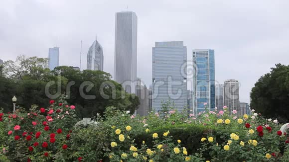 芝加哥天际线前景鲜花视频的预览图