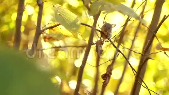 老鼠在秋天森林的树枝上视频的预览图