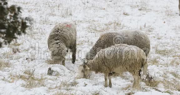 4K超高清晰度绵羊在雪田冬季视频的预览图