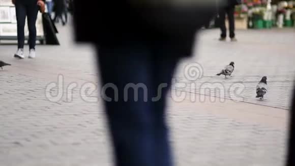一群鸽子在城镇广场吃面包会走路的人视频的预览图