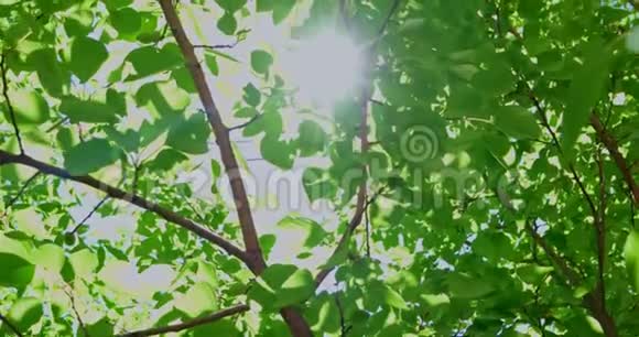 阳光透过绿叶的天篷照耀视频的预览图