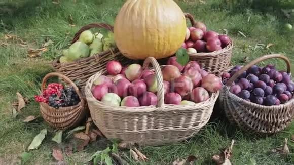 秋收蔬菜和水果后的静物视频的预览图