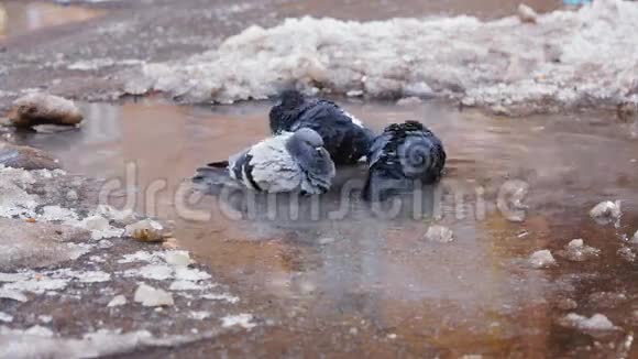 鸽子在肮脏的冷水中洗澡视频的预览图