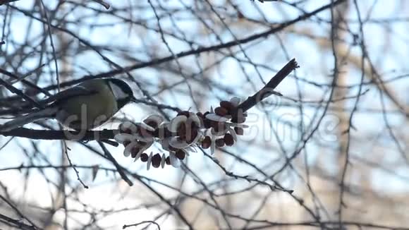 鸟儿在吃这种美味这种美味在冬天挂在树枝上视频的预览图