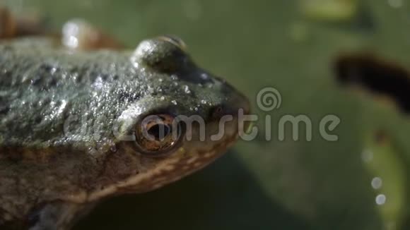 青蛙莉莉帕德把青蛙放在土堆上视频的预览图