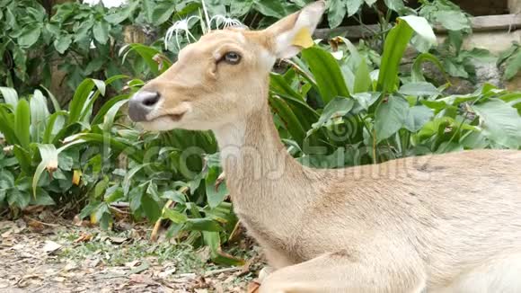 美丽的鹿坐在绿色的灌木丛中泰国芭堤雅khaokheo动物园手鹿视频的预览图