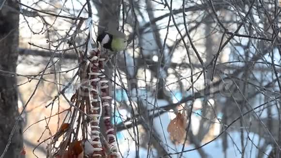 鸟儿在吃这种挂在树枝上的美味视频的预览图